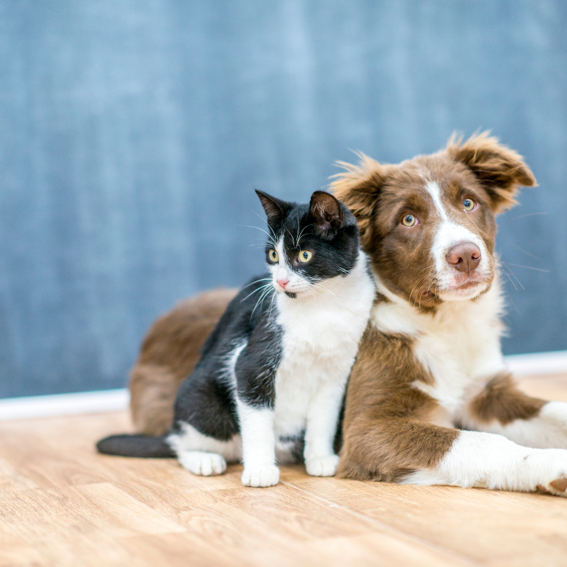 Blessing of the Animals